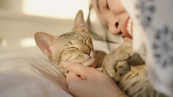 Gato recebendo carinho de mulher na cama