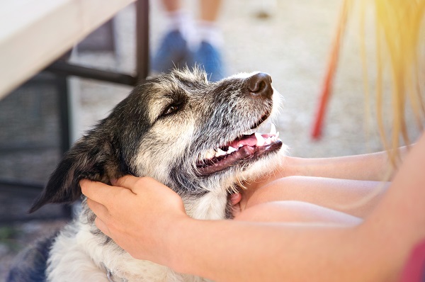 Cachorros fofos: conheça uma lista com as raças