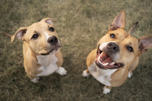 Pet friendly: o que significa e quais lugares são adeptos?