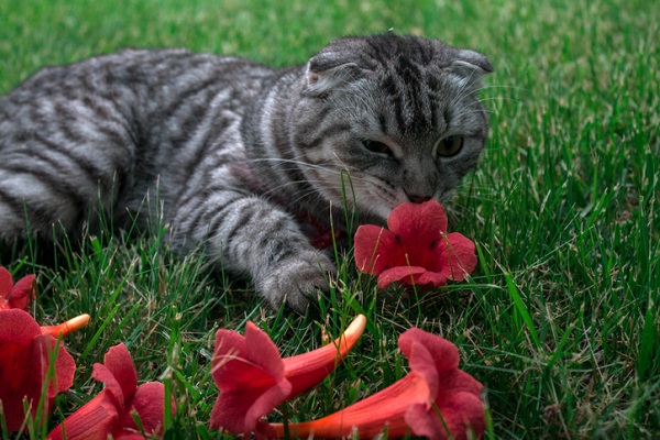 Flores perigosas para os gatos. Descubra aqui! | Petlove