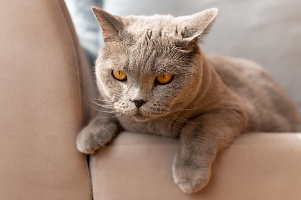 Gato chama atenção ao nascer com duas cabeças