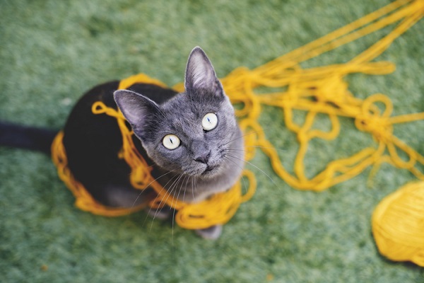 O GATO QUE SÓ QUERIA BRINCAR 