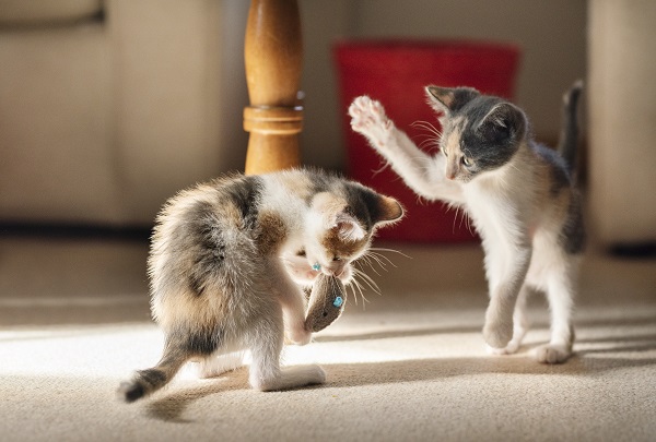 Gatinhos fofos participando de um jogo dentro do forte de