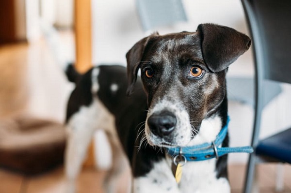 Nomes franceses para cachorros - Mais de 200 IDEIAS 🐶