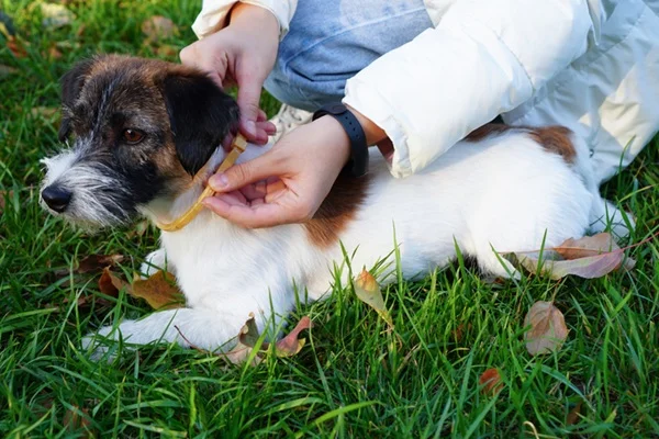 Cachorro com coleira contra leishmaniose