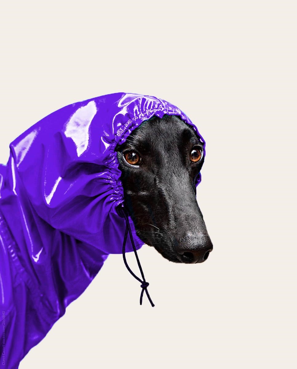 Setembro Vermelho: mês dos cuidados com o coração dos pets