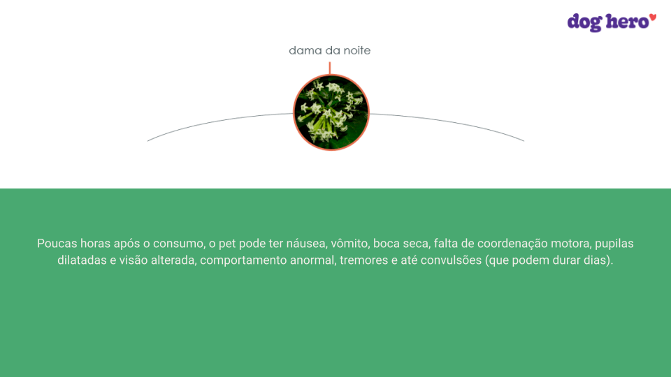 O que é uma ração medicamentosa e quais os benefícios