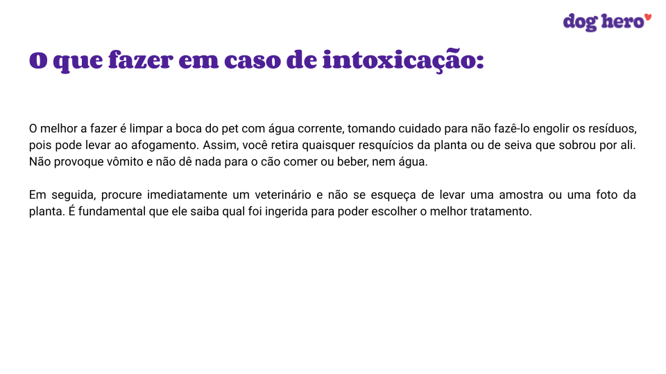 Gato com problema cardíaco: as principais doenças que eles podem ter