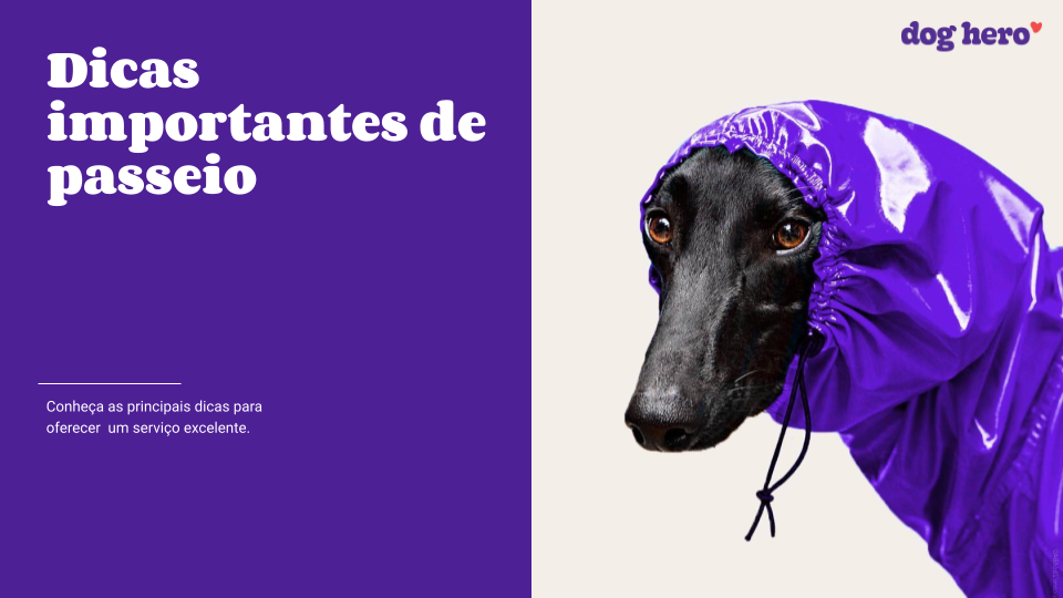 Meu cachorro não quer comer ração, e agora?