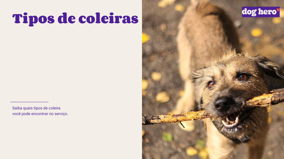 Cachorro pode comer alface?