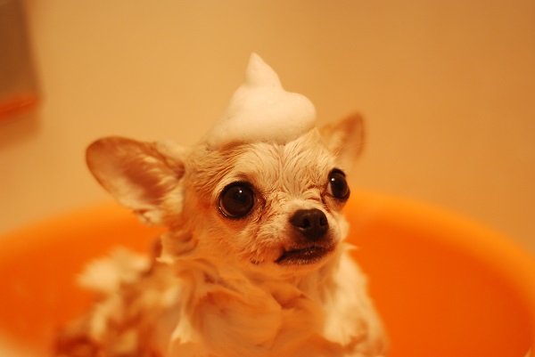 Cachorro tomando banho com espuma na cabeça