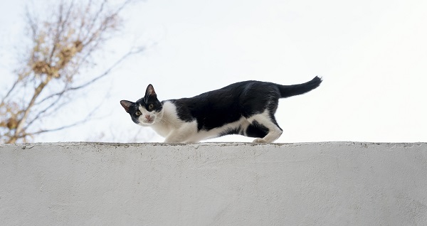 Conheça os gatos da vida real nos bastidores do jogo Stray