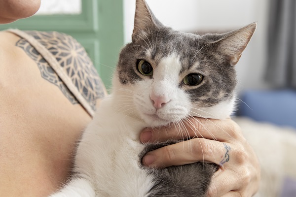 Como saber se o gato está com dor: entenda os sinais
