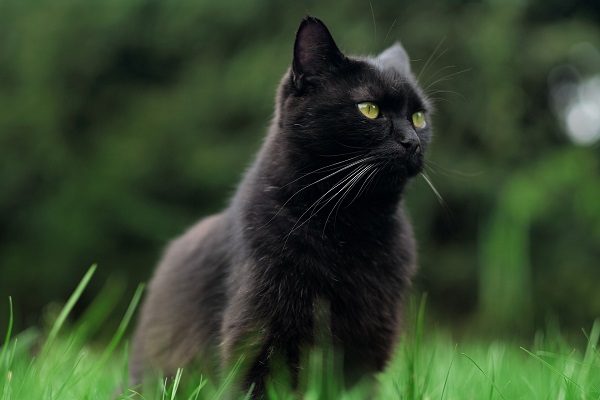 Campanha de ONG desmistifica a ideia de que gato preto dá azar