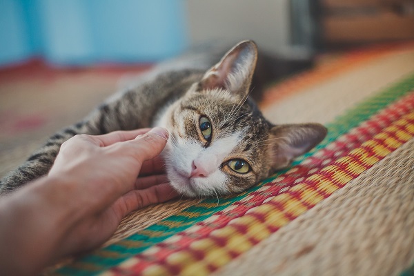 Gato deitado recebendo carinho