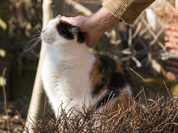 Gato tricolor sendo acariciado