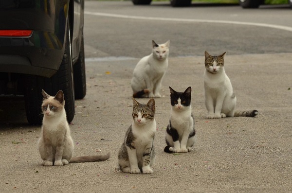 Stray está ajudando a salvar a vida de vários gatinhos