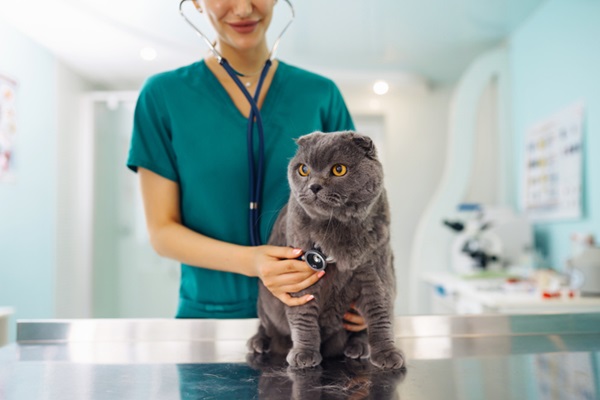 Gato no médico-veterinário.