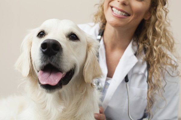 Cachorro no médico-veterinário.