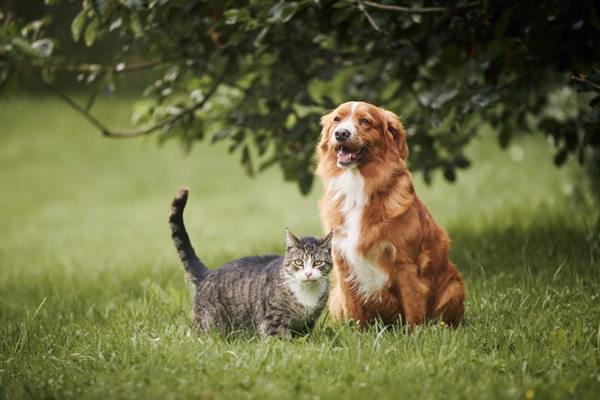 Cachorro e gato na grama.