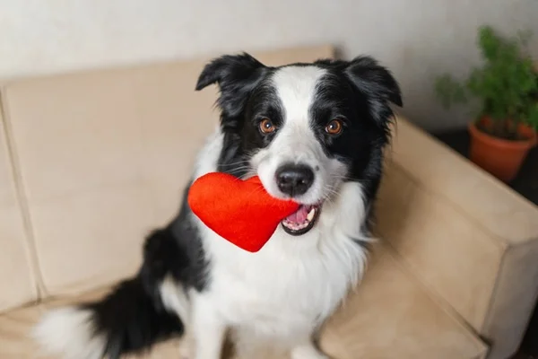 Cachorro com coração de pelúcia na boca.