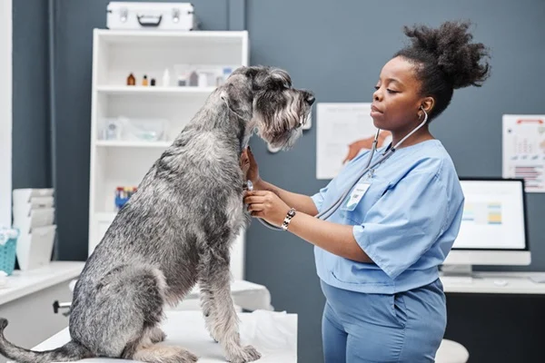 Cachorro com cardiologista veterinário.