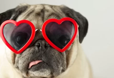 Setembro vermelho: como prevenir doenças no coração dos pets
