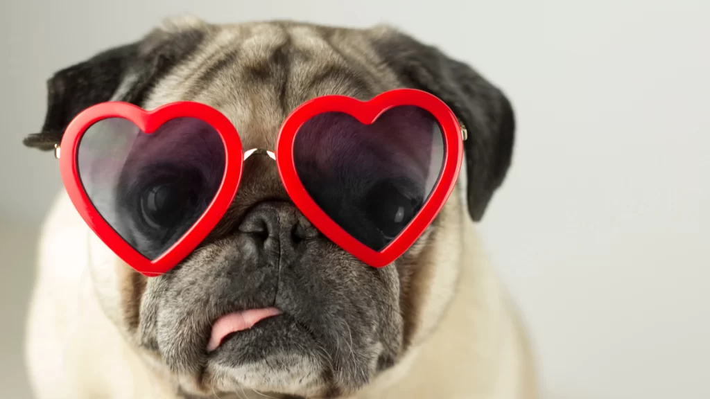 Setembro vermelho: como prevenir doenças no coração dos pets