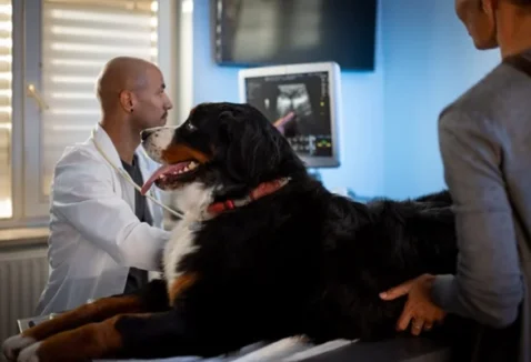 Ecocardiograma pet e eletrocardiograma: exames de coração em pets