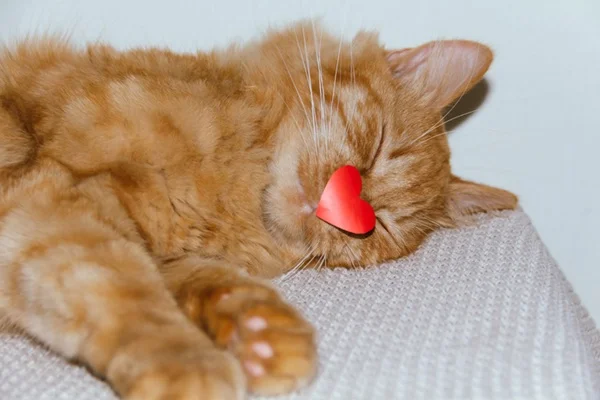 Gato dormindo com coração de papel no nariz.