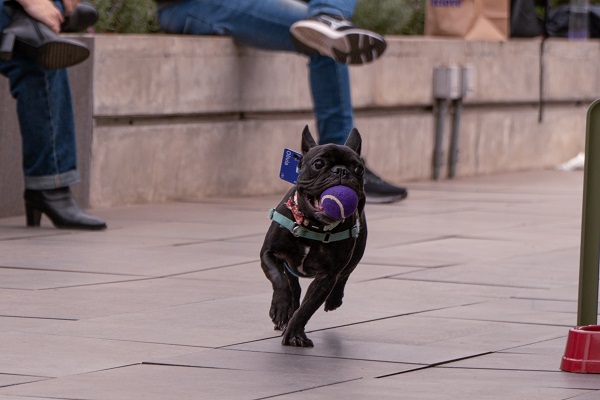 Cachorrinho correndo com bola na boca