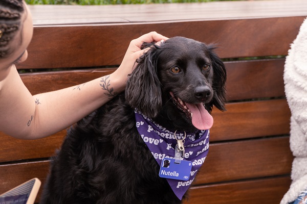 Cachorro ganhando carinho da tutora