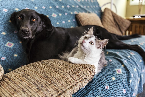 Gato e cachorro idosos deitados em sofá