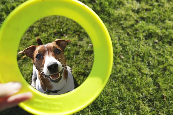 Vacinas, exames e alimentação: dicas para aumentar a expectativa de vida do  seu cachorro