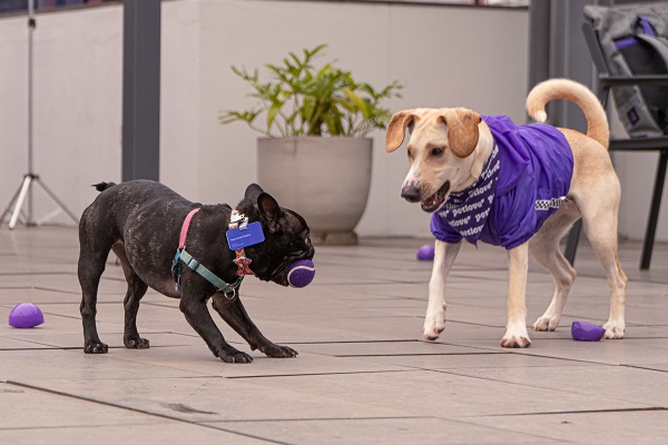 Cães brincando de bolinha