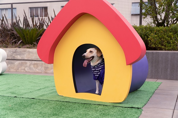 Cachorro fazendo pose dentro de casinha da Petlove
