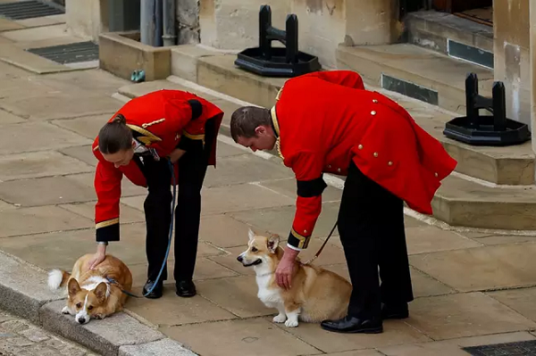Corgis da rainha Elizabeth II durante o funeral