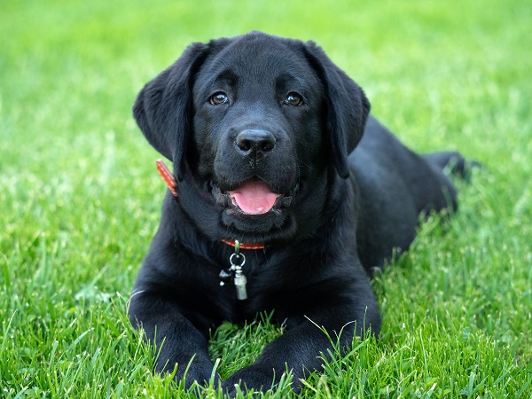 Nomes franceses para cachorros - Mais de 200 IDEIAS 🐶