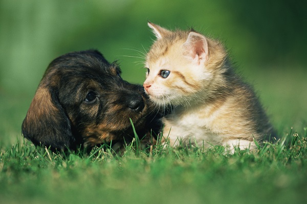 Raças de cães pequenos: o que o Médico-Veterinário deve saber?