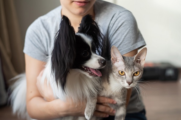 Família de Gatos - Grande Surpresa Gentil Desenho Animado em