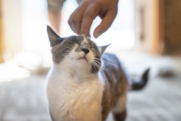 Gato pode ser castrado com 4 meses? Descubra!