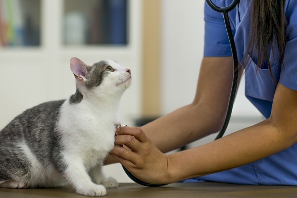 gato bicolor sendo examinado Conheça o Petlove Saúde, plano de saúde para o seu pet