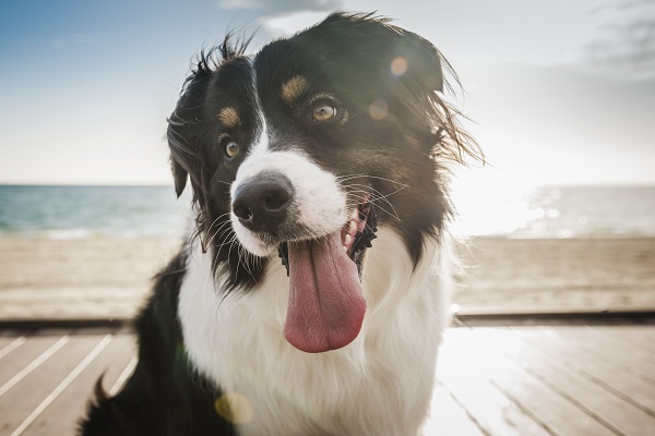 Já ouviu falar de plano de saúde para pets?
