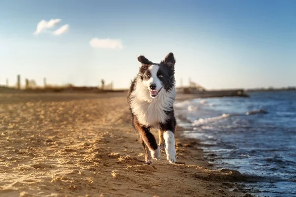Cachorro na praia: locais pet friendly e dicas para passear