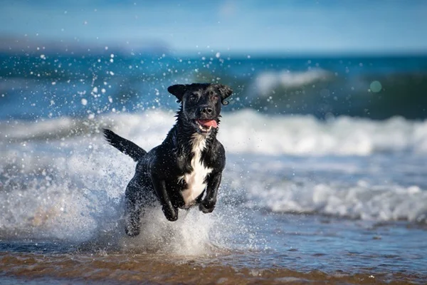 Cachorro praia petfriendly.