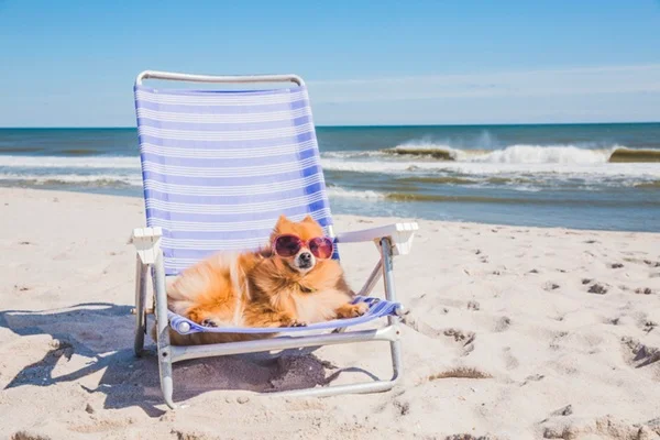 Cachorro na praia.