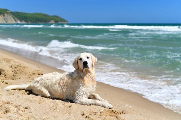 Cachorros na praia.