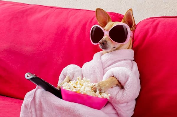 chihuahua assistindo tv Filmes com chihuahua