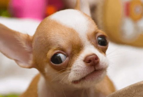 Chihuahua mini: qual o menor chihuahua do Mundo?