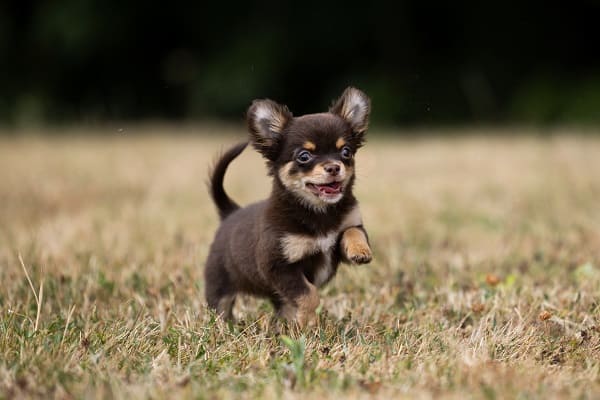 Chihuahua filhote marrom brincando na grama Fotos de Chihuahua Filhote